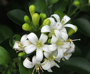 fleur de jasmin