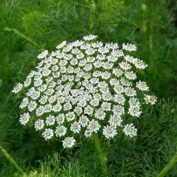 Khella avec ses fleurs blanches